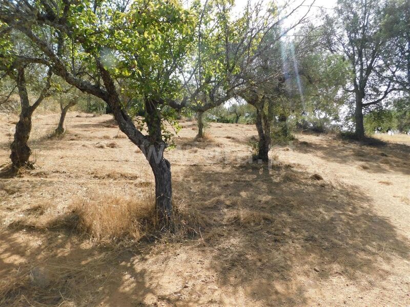 Terreno Agrícola com 2000m2 Capinha Fundão - água, poço