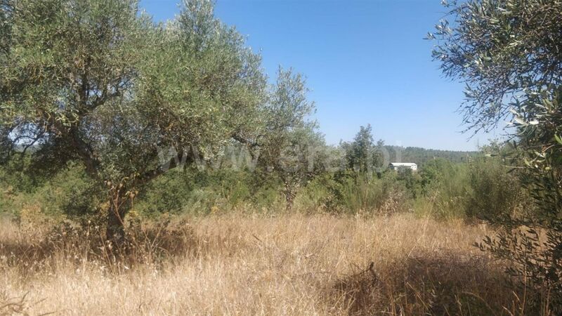 Land with 4000sqm Capinha Fundão - ,