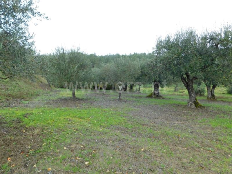 Terreno Agrícola com 2000m2 Castelejo Fundão - oliveiras