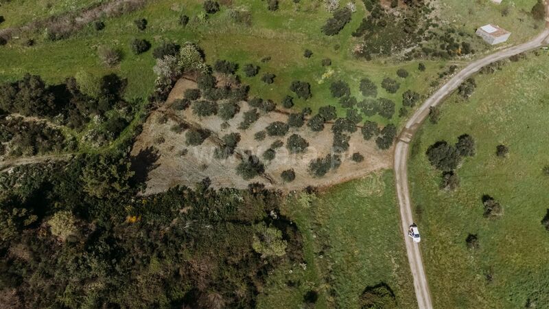 земля агрикультурный c 2000m2 Castelejo Fundão - оливковые деревья