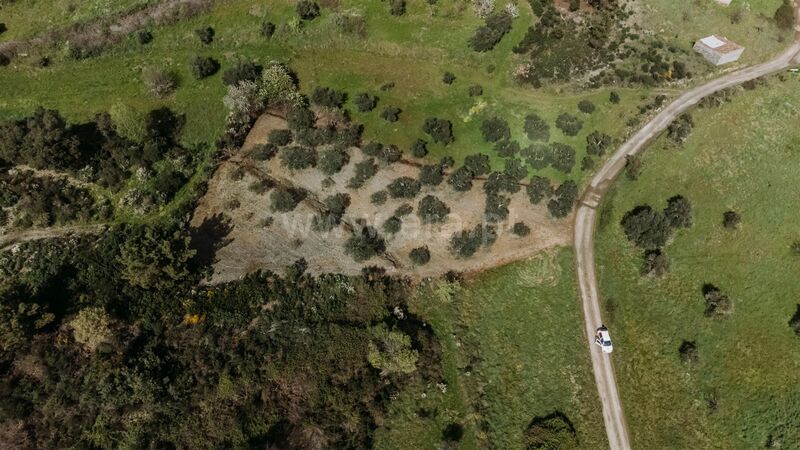 Terreno Agrícola com 2000m2 Castelejo Fundão - oliveiras