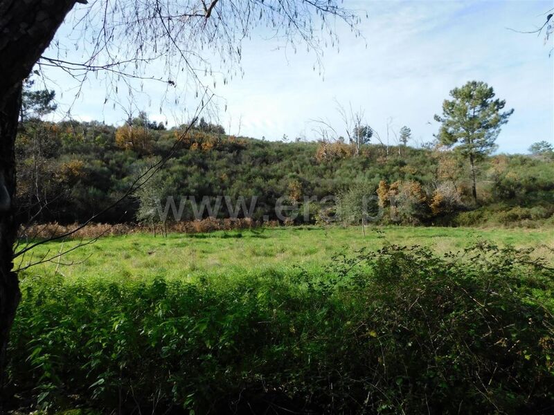 Farm to recover Vale Prazeres Fundão - well, electricity, tank, fruit trees