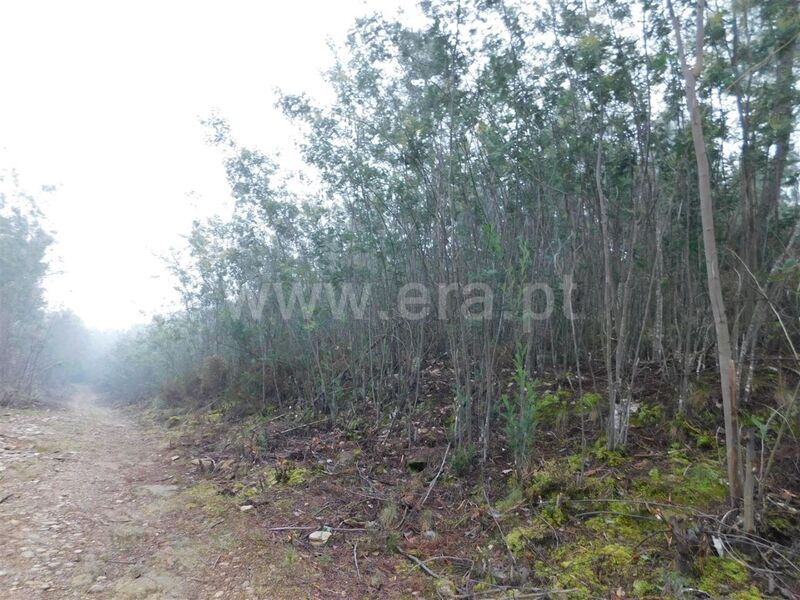 Terreno com 20000m2 Souto da Casa Fundão