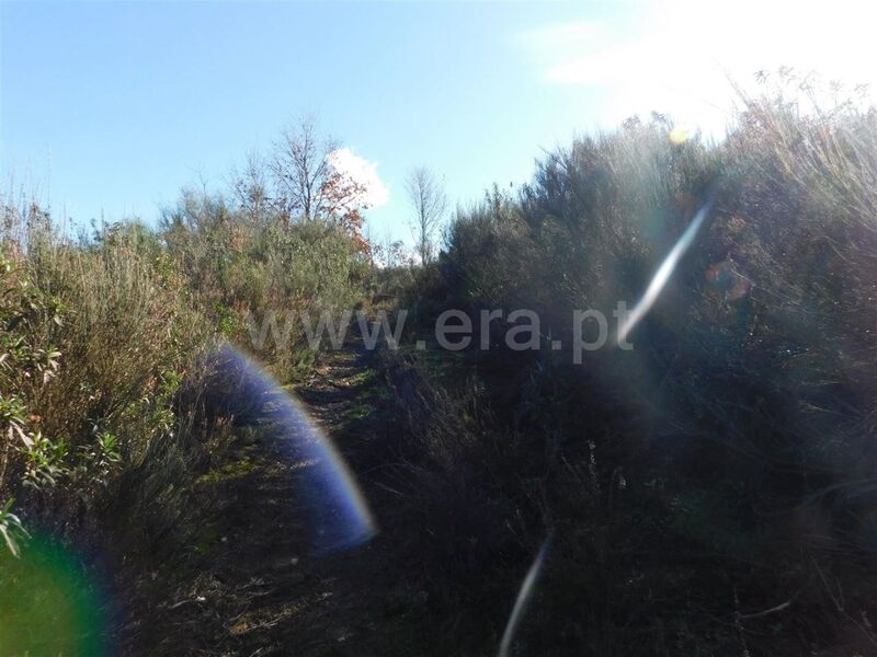 Terreno com 5000m2 Pesinho Alcaria Fundão - viabilidade de construção