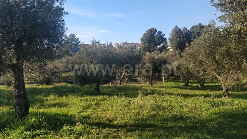 Land with 2796sqm Dominguiso Covilhã - olive trees