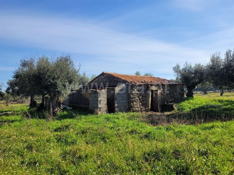 Quintinha com ruína Atalaia do Campo Fundão - água, oliveiras, poço
