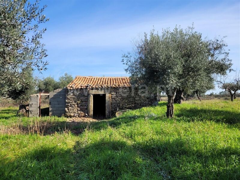 Quintinha com ruína Atalaia do Campo Fundão - água, oliveiras, poço