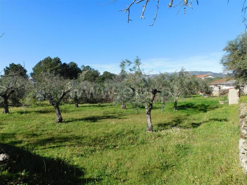 Quintinha Alpedrinha Fundão - oliveiras, tanque, água, árvores de fruto, viabilidade de construção, poço