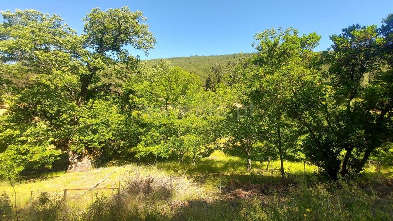 Terreno Rústico com 135000m2 Bogas de Cima Fundão - oliveiras, árvores de fruto