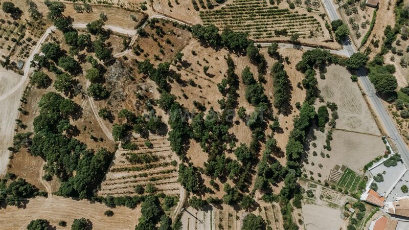 Land with 9000sqm Vale Prazeres Fundão - cork oaks, easy access
