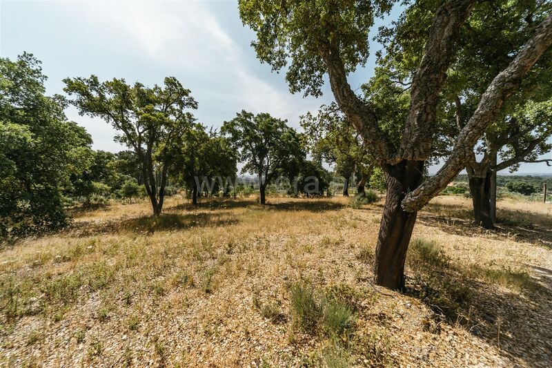 Land with 9000sqm Vale Prazeres Fundão - cork oaks, easy access