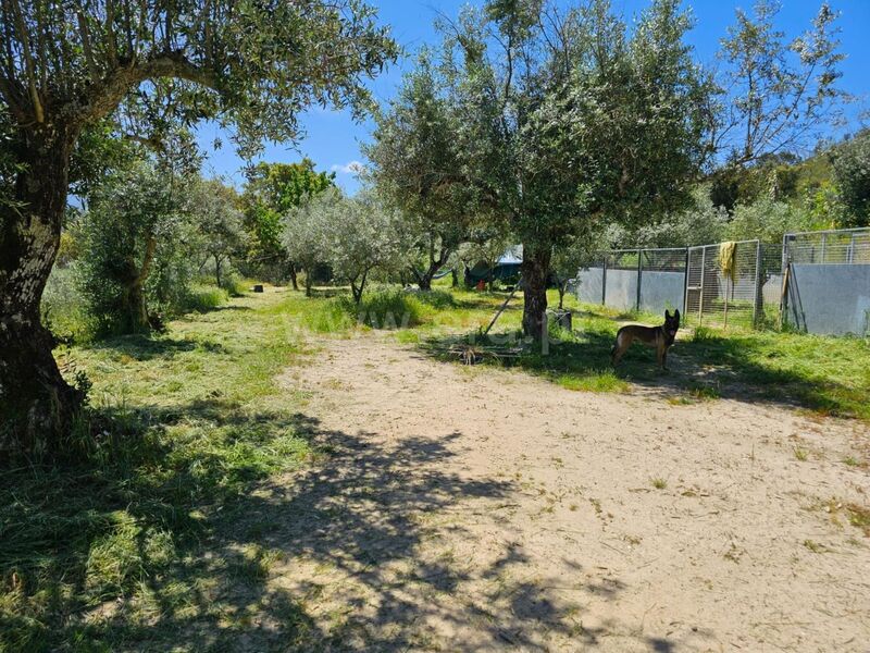 Small farm V1 Telhado Fundão - construction viability, fruit trees, water, tank, olive trees, good access, equipped