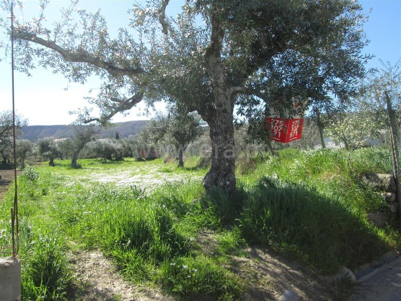 Chácara/Sítio/Fazenda Telhado Fundão - árvores de fruto