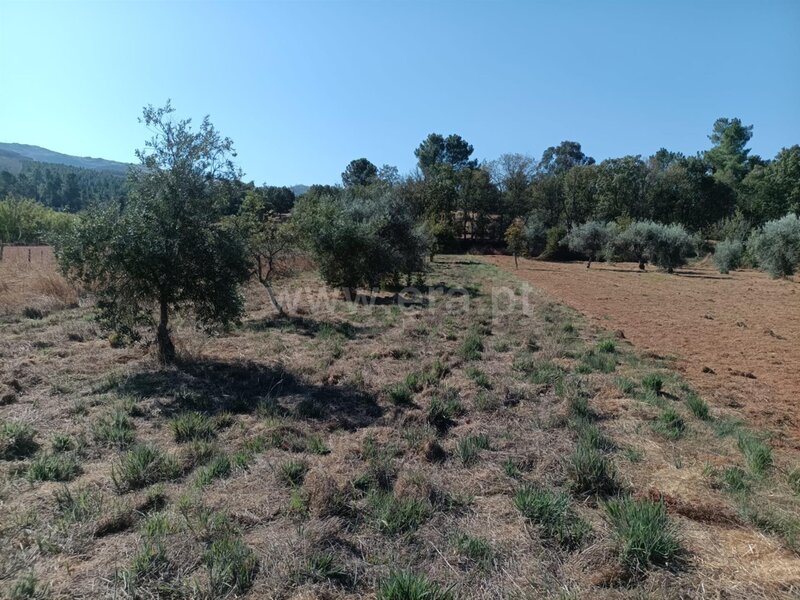 Terrain Rustique with 3880sqm Souto da Casa Fundão - oliviers, arbres fruitiers