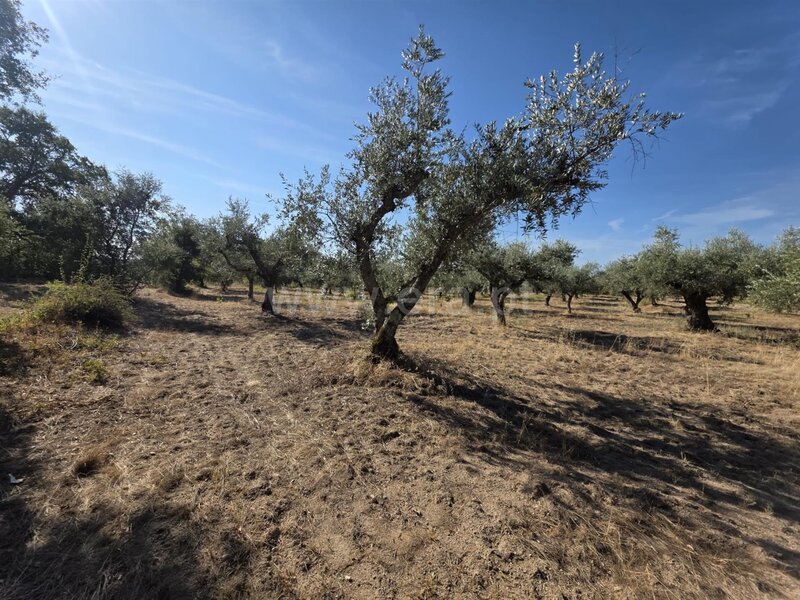 Land Agricultural with 22740sqm Alpedrinha Fundão - cork oaks, easy access, electricity, olive trees