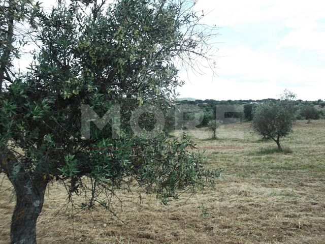 Land with 10875sqm Redondo - water hole