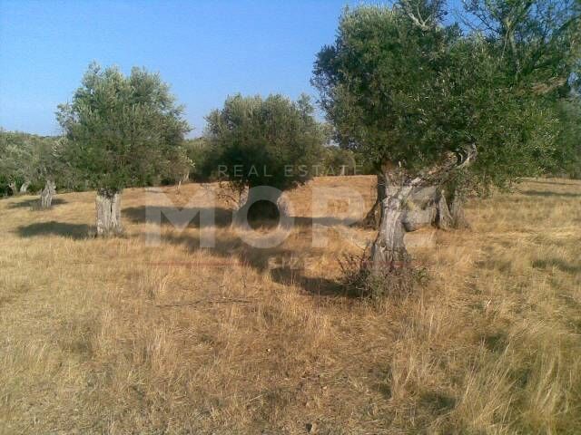 Terreno Rústico com 21750m2 Alcáçovas Viana do Alentejo para venda - oliveiras, viabilidade de construção, árvores de fruto