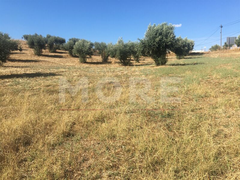 Venda Terreno Rústico com 3750m2 Alqueva Portel - bons acessos