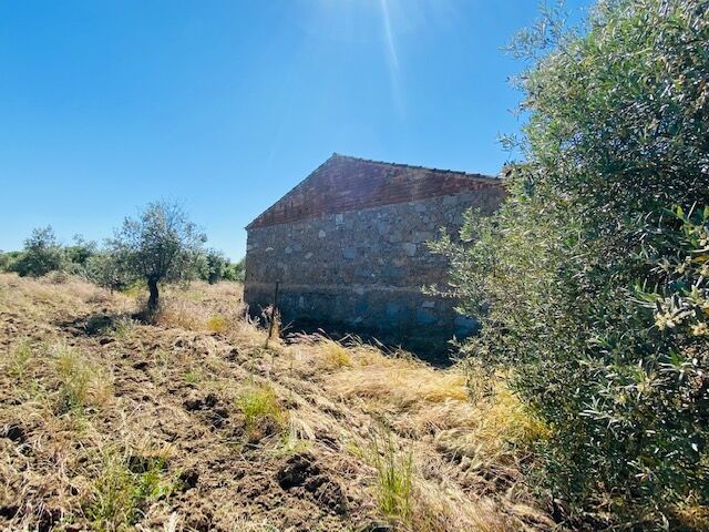 Para venda Terreno com 62000m2 Santiago Maior Alandroal - luz, oliveiras, sobreiros