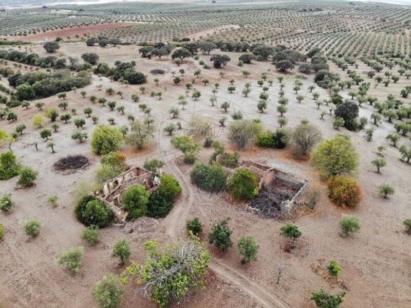 Terreno com 130000m2 Póvoa de São Miguel Moura - árvores de fruto