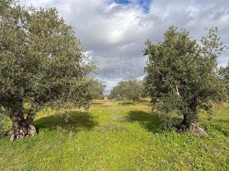 земля c 2250m2 Mourão - оливковые деревья