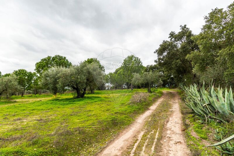 Terreno Rústico com 6500m2 Cabeção Mora - poço, tanque, bons acessos, bom acesso