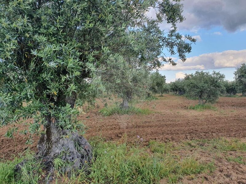 Plot of land with 14250sqm Reguengos de Monsaraz - construction viability