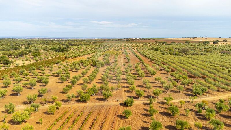 Terreno Agrícola com 11250m2 Reguengos de Monsaraz