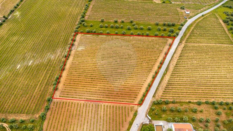 Land Agricultural with 12250sqm Reguengos de Monsaraz