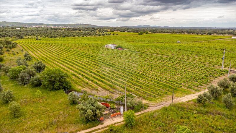 Land Agricultural flat Corval Reguengos de Monsaraz - easy access