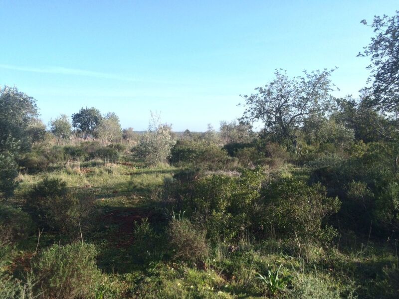 Land Franqueira Silves - ,