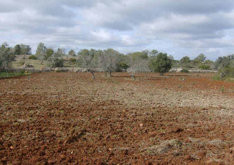 Terreno Rústico plano Guia Albufeira - luz, água da rede, água de furo