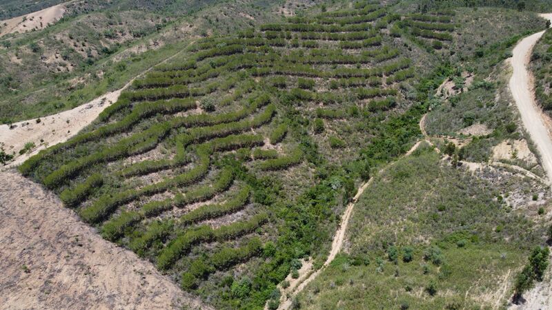 Land Rustic with 51320sqm Vale Figueira São Bartolomeu de Messines Silves