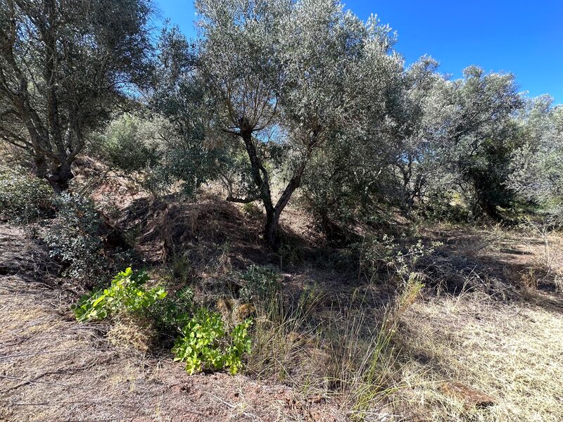 Land Rustic with 1240sqm Cumeada São Bartolomeu de Messines Silves - electricity