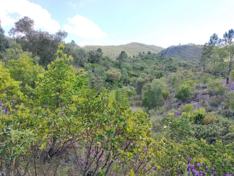 земельный участок загородный c 38500m2 Sabóia Odemira - оливковые деревья, полеводство