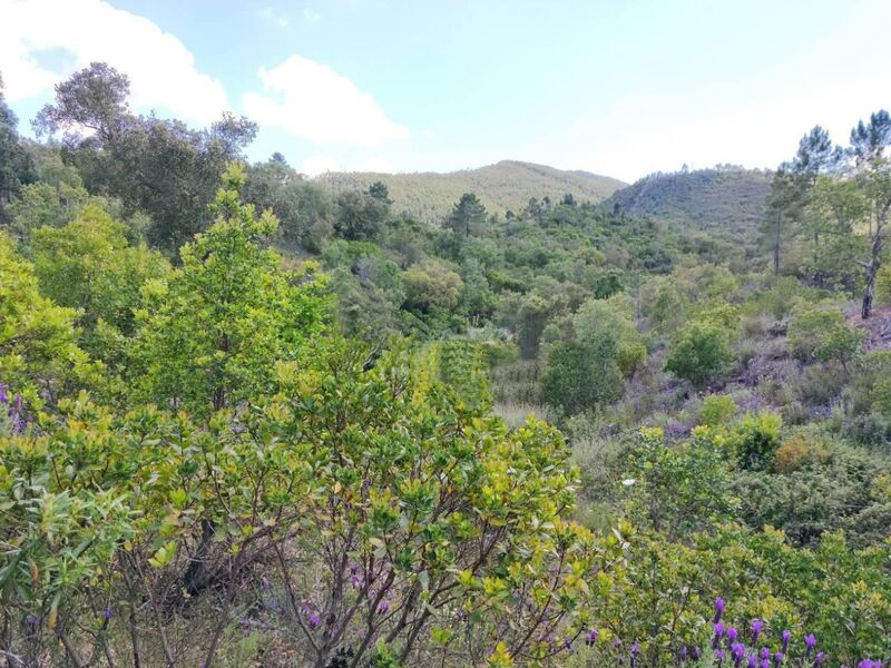 Lote de terreno Rústico com 38500m2 Sabóia Odemira - oliveiras, cultura arvense