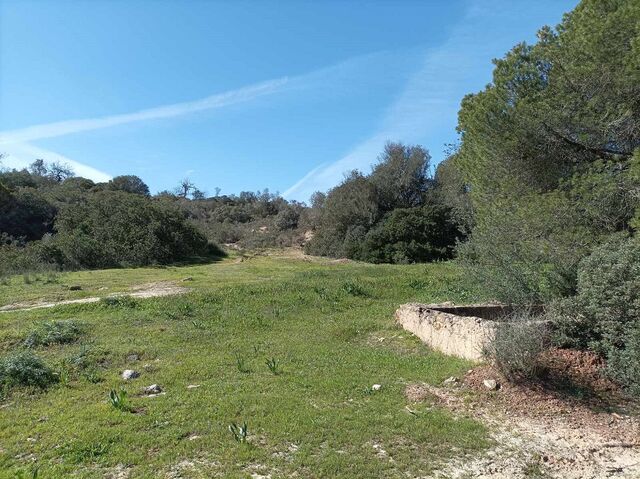 Land with 51150sqm Almancil Loulé