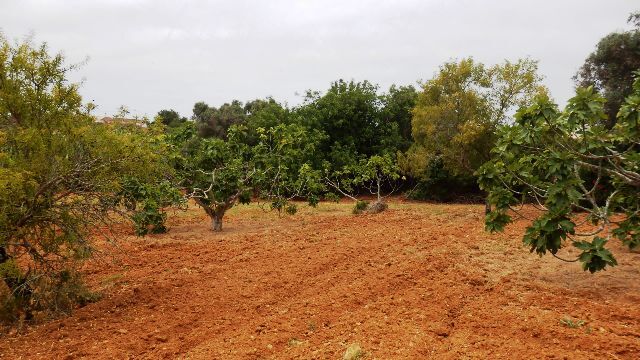 Terreno Rústico com 25490m2 Areias de Pêra Silves - árvores de fruto