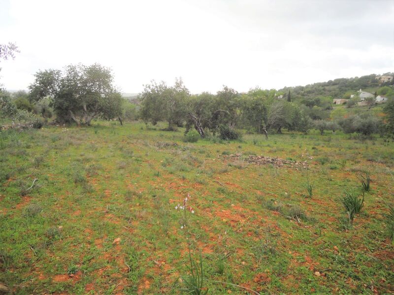 Terreno Rústico com 4760m2 Nora São Bartolomeu de Messines Silves