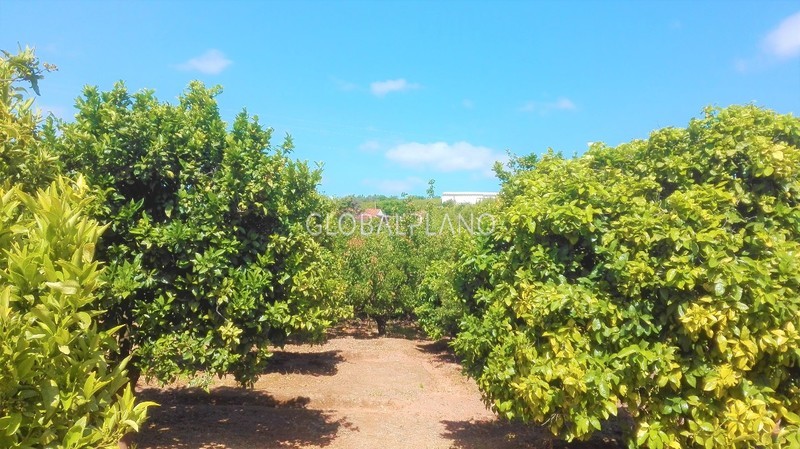 Terreno Agrícola com 3360m2 Mexilhoeira Grande Portimão - árvores de fruto, electricidade, cultura arvense, laranjeiras, água, pessegueiros