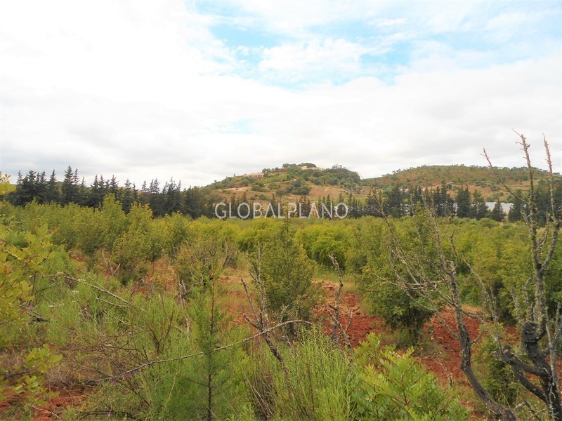 Terreno Agrícola com 23900m2 Vidigal Novo, Mex. Grande Mexilhoeira Grande Portimão - árvores de fruto, laranjeiras, pessegueiros, cultura arvense