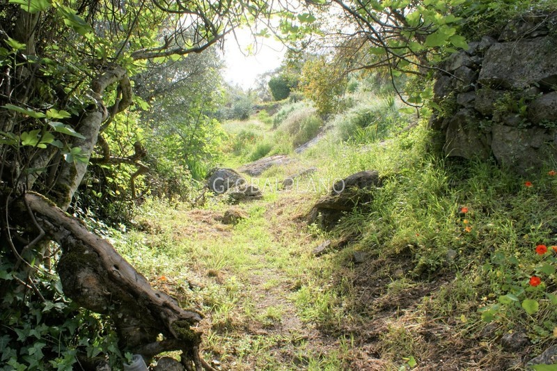 Land with 1720sqm Monchique - peach trees, fruit trees, tank, orange trees, water