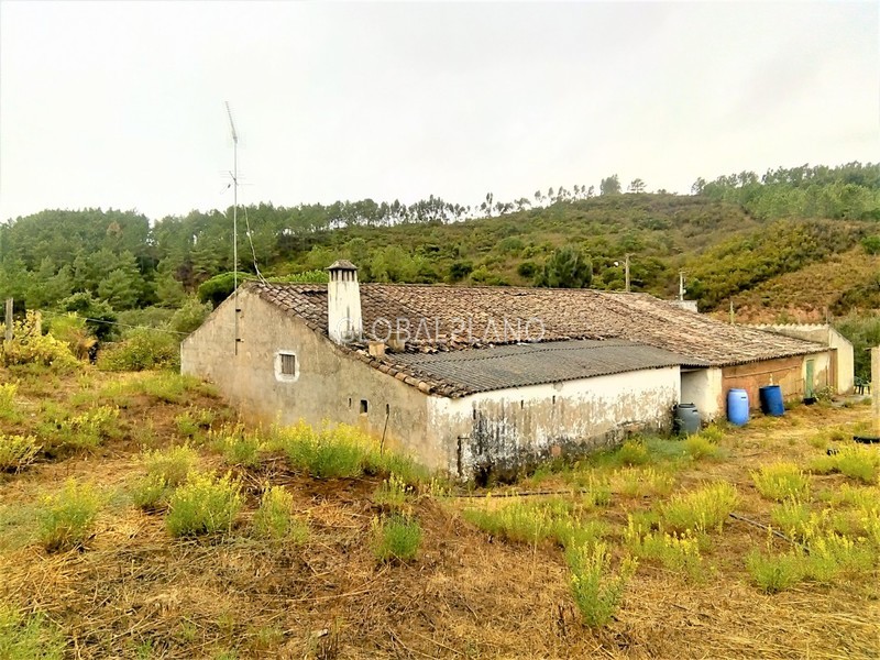 Farm V2 Monchique Marmelete - cork oaks, water, water hole, water hole, olive trees