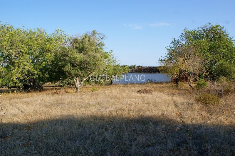 Farm V3 Estômbar Lagoa (Algarve) - arable crop, good access, olive trees, water