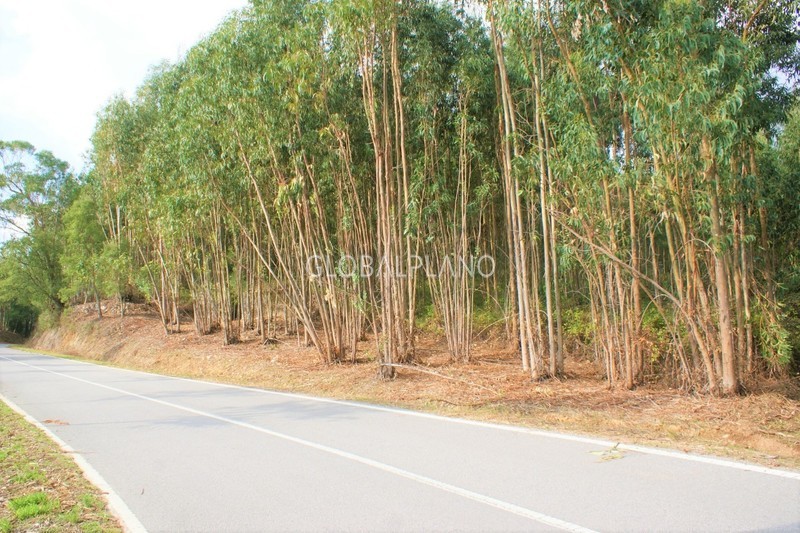 Lote de terreno Rústico com 3400m2 Almarjinhos/Marmelete Monchique - bons acessos