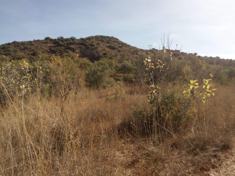 Land Rustic with 1472sqm Sitio dos Cordeiros São Bartolomeu de Messines Silves - easy access, olive trees, electricity, water, arable crop