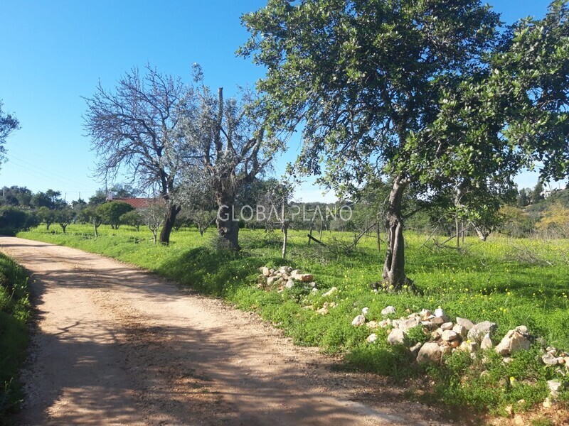 Terreno Rústico com 8520m2 Mexilhoeira Grande Portimão - árvores de fruto, oliveiras