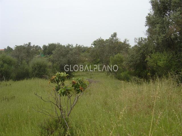 Lote de terreno Agrícola com 10820m2 Silves