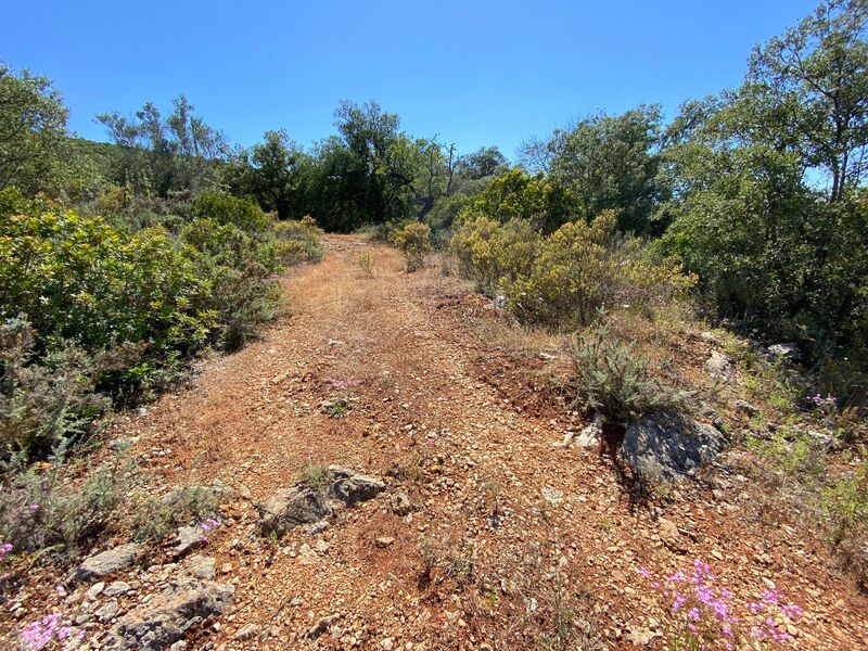 Land Rustic with 2860sqm Querença Loulé - water, water hole, olive trees
