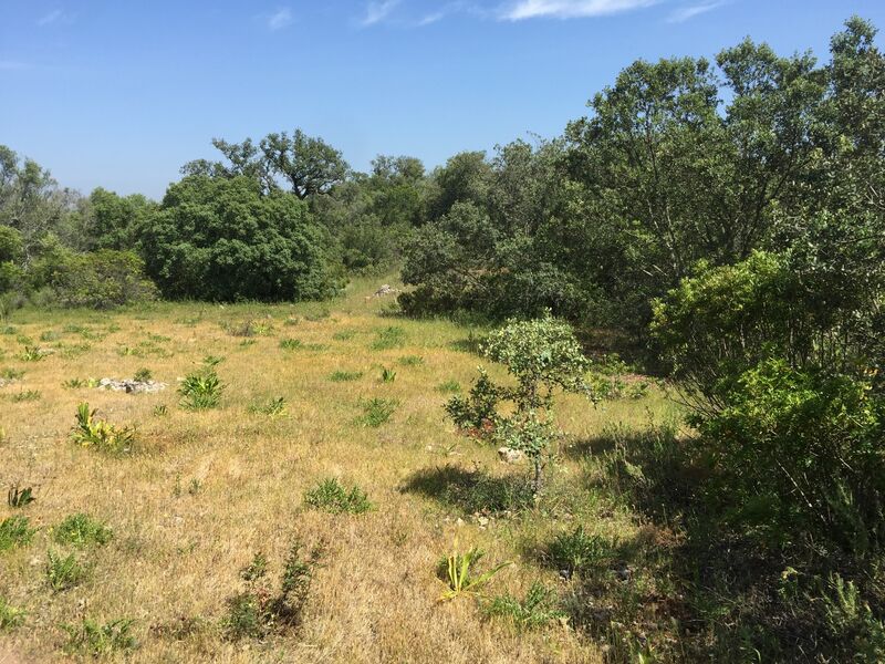 Land Rustic with 2920sqm Querença Loulé - water hole, olive trees, water
